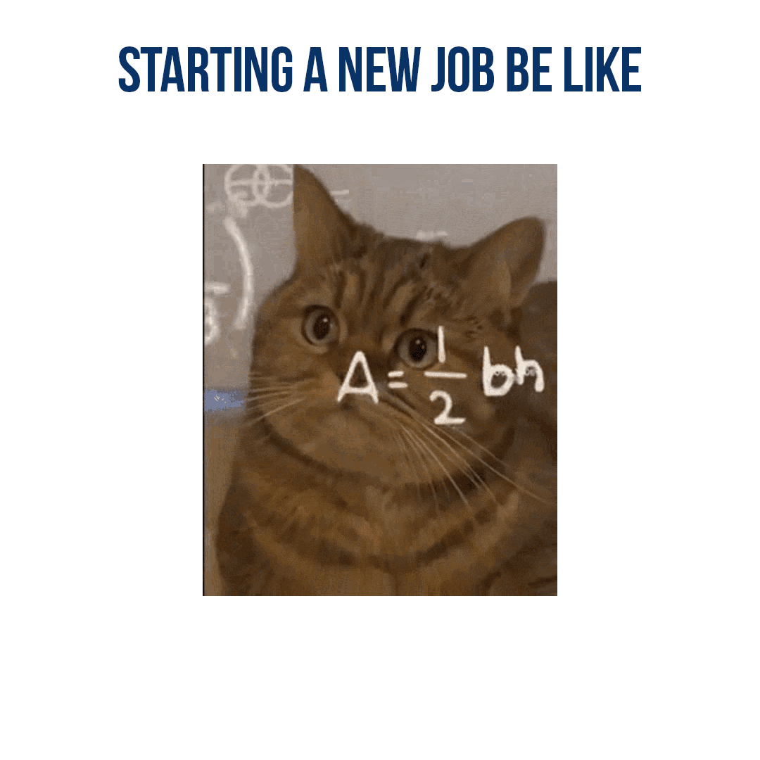 Image of surprised cat with maths symbols in front of it, text above reads 'Starting a new job be like'